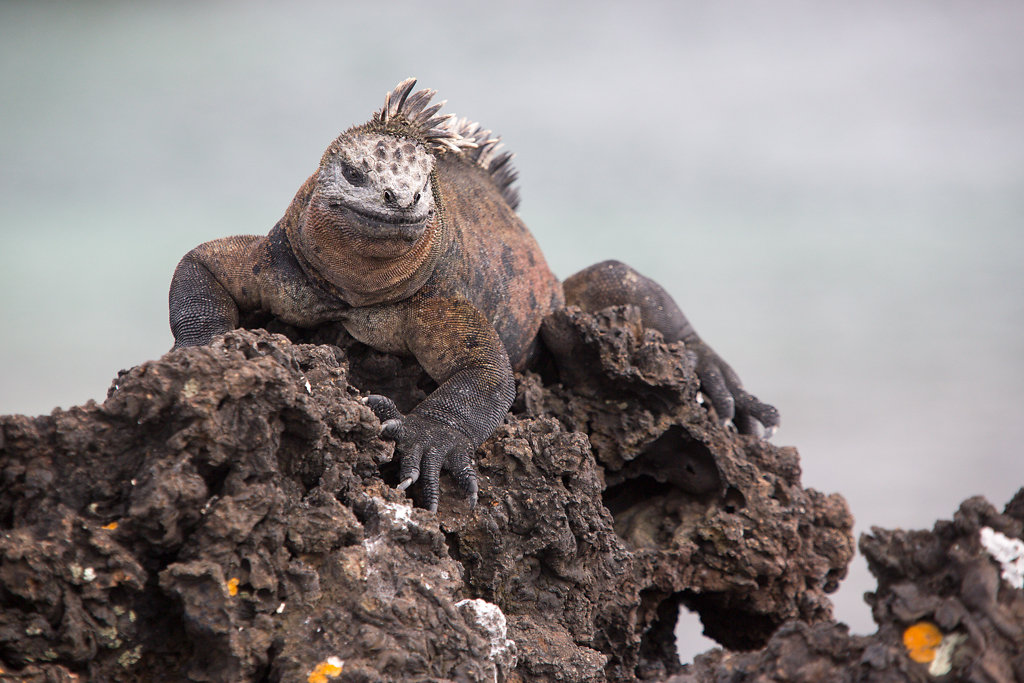 Ecuador & Galapagos